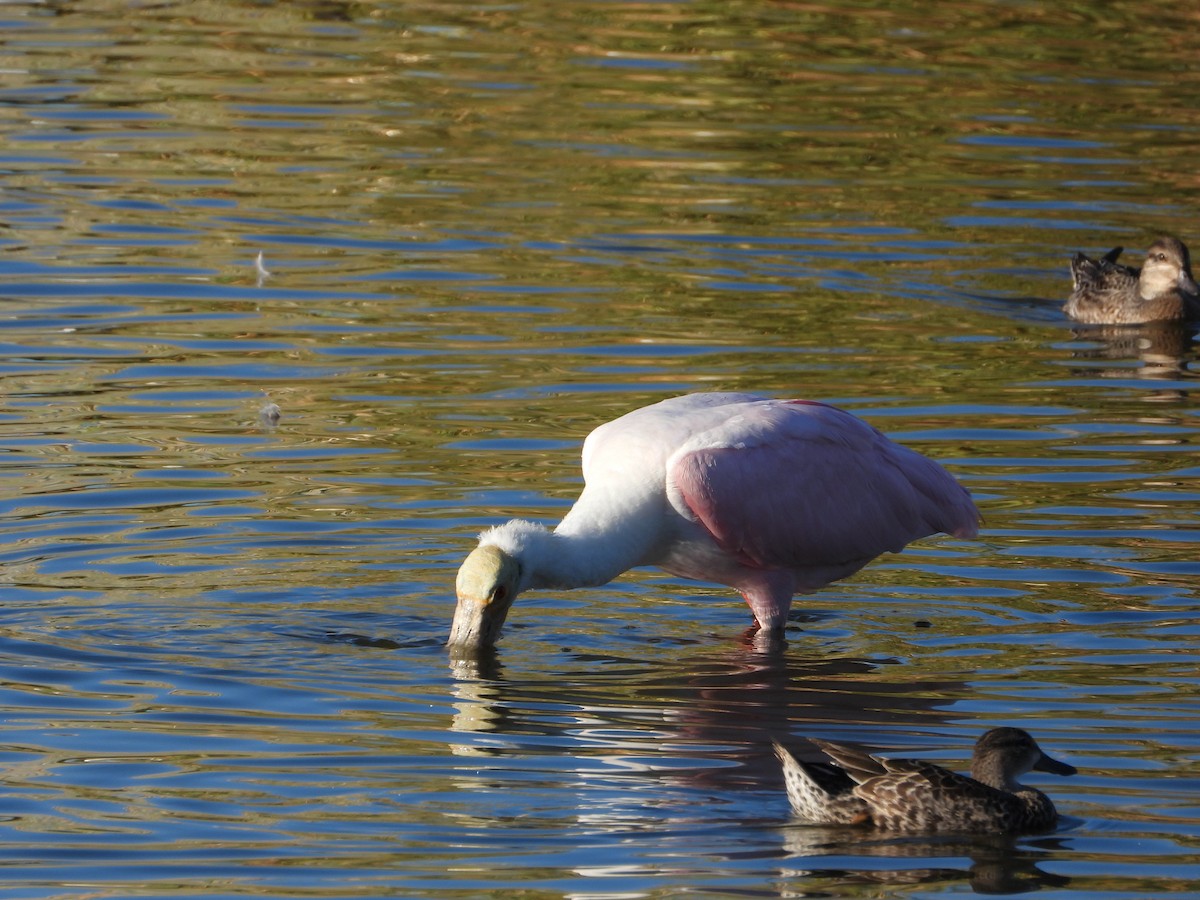 Rosalöffler - ML644784968