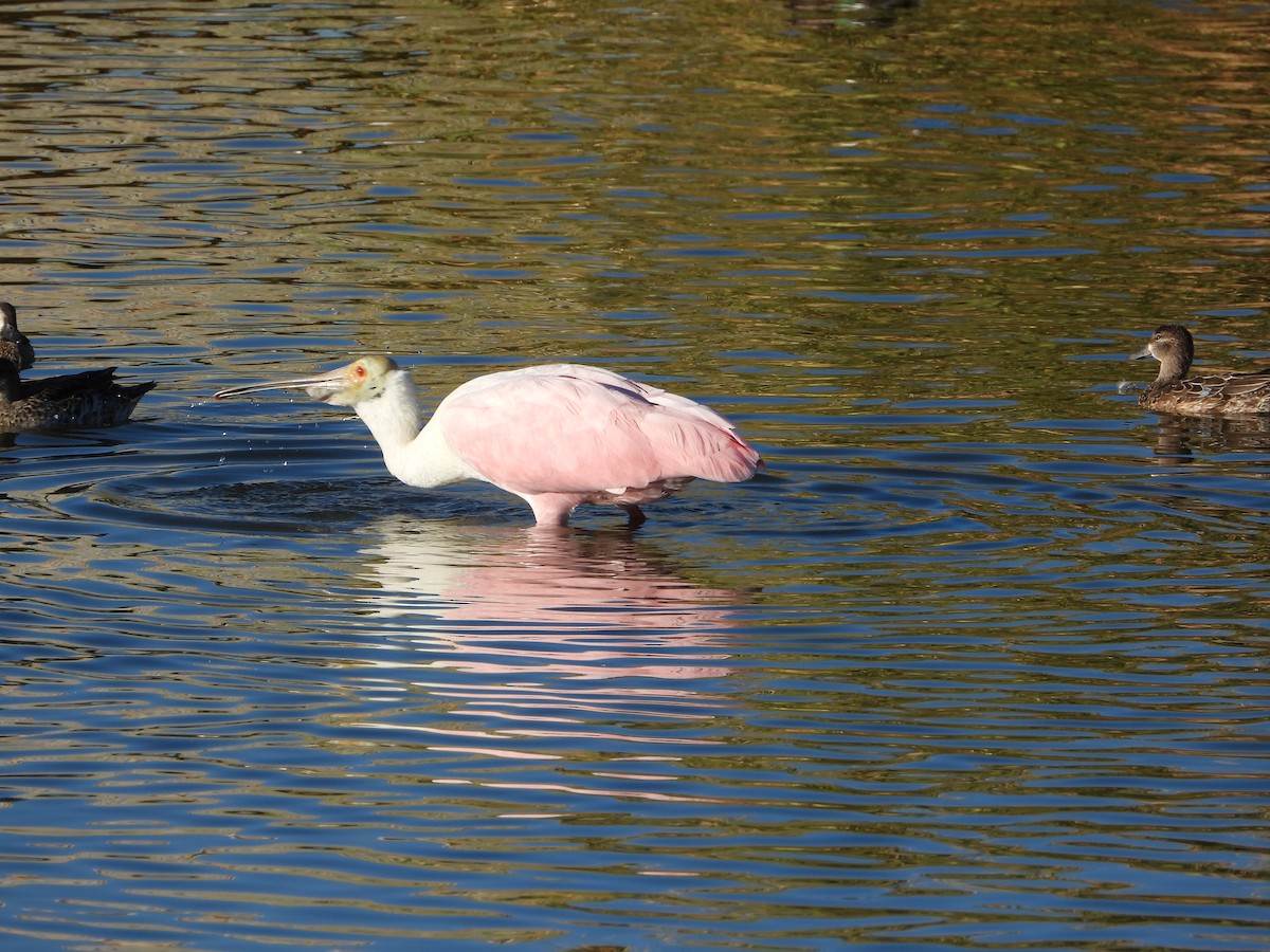 Rosalöffler - ML644784969