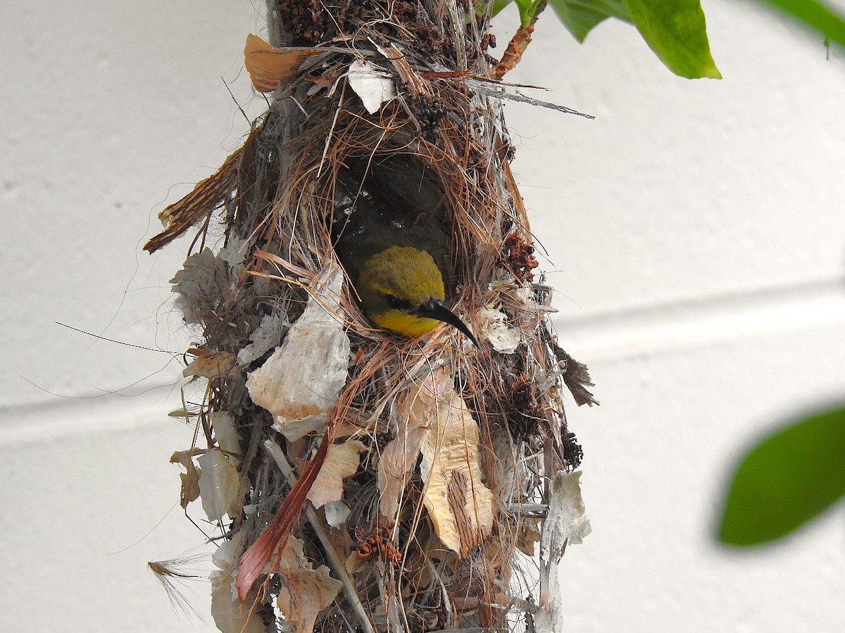 Sahul Sunbird - ML644784981