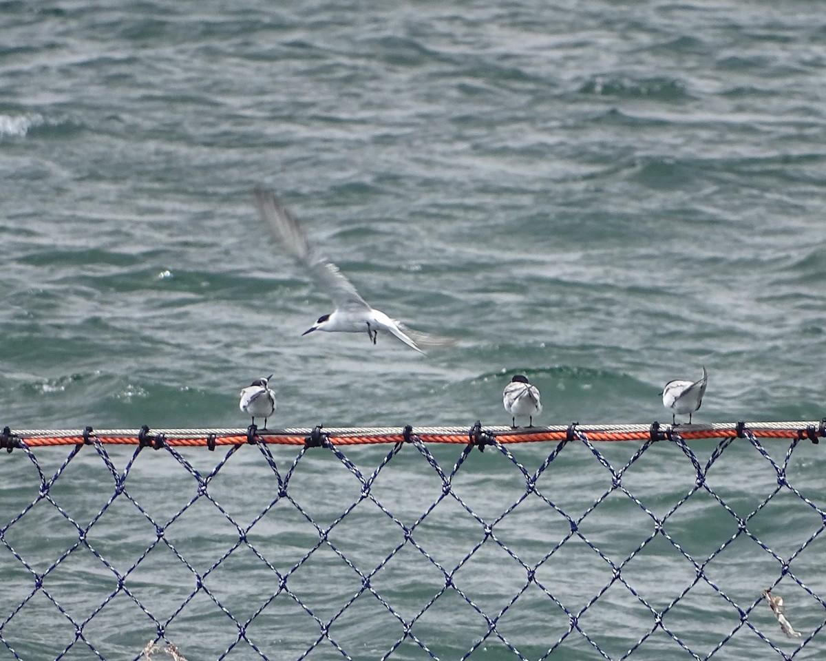 アジサシ - ML644784984