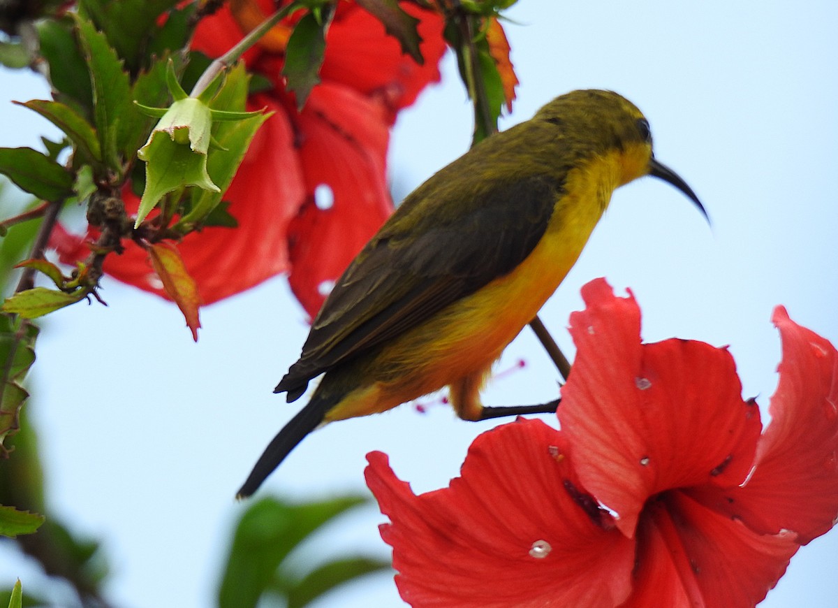 Sahul Sunbird - ML644784985