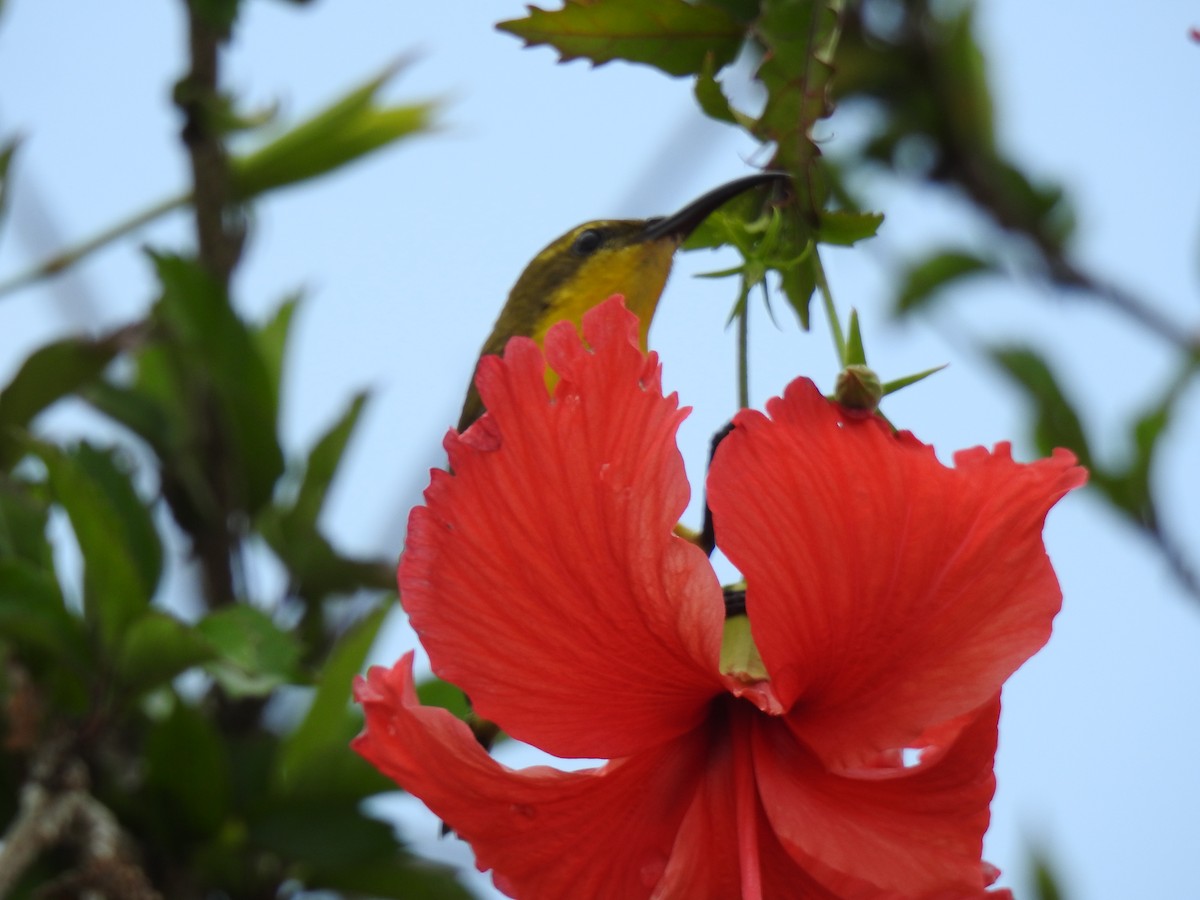 Sahul Sunbird - ML644784987