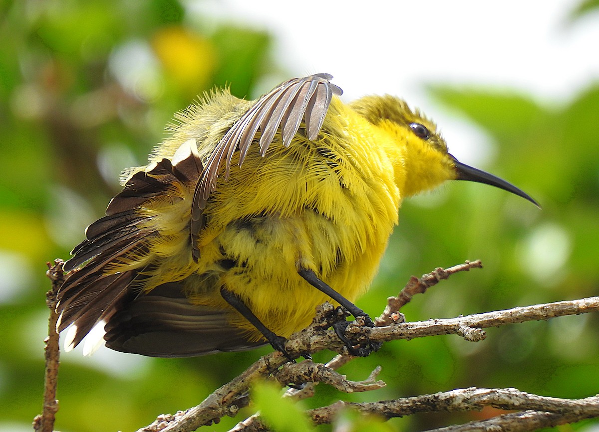 Sahul Sunbird - ML644784988