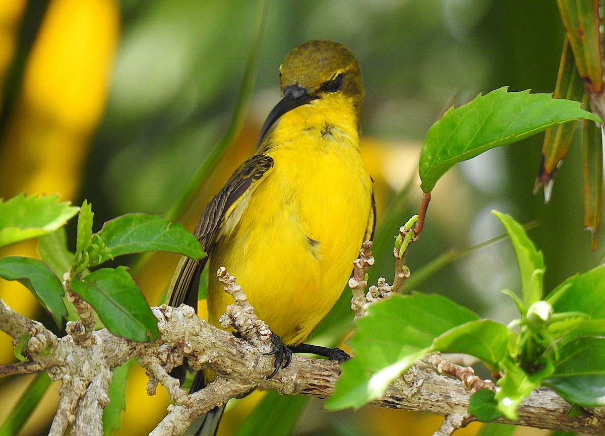 Sahul Sunbird - ML644784990