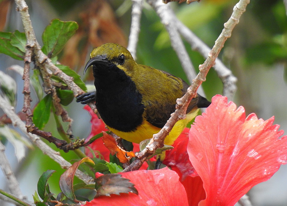 Sahul Sunbird - ML644784991