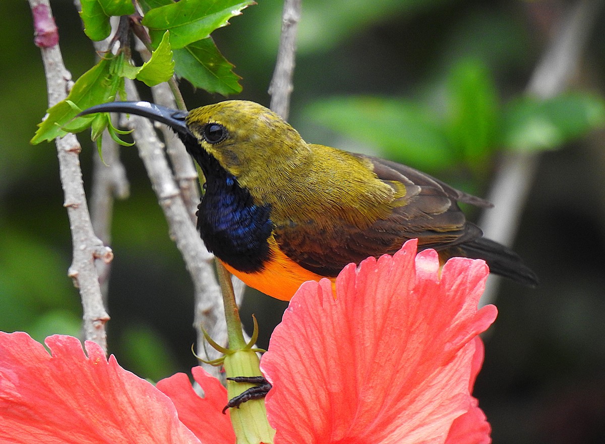 Sahul Sunbird - ML644784992