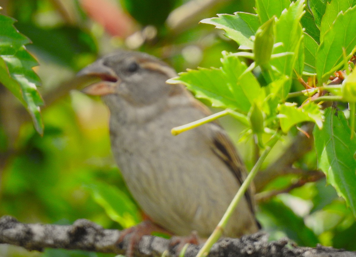 家麻雀 - ML644785013