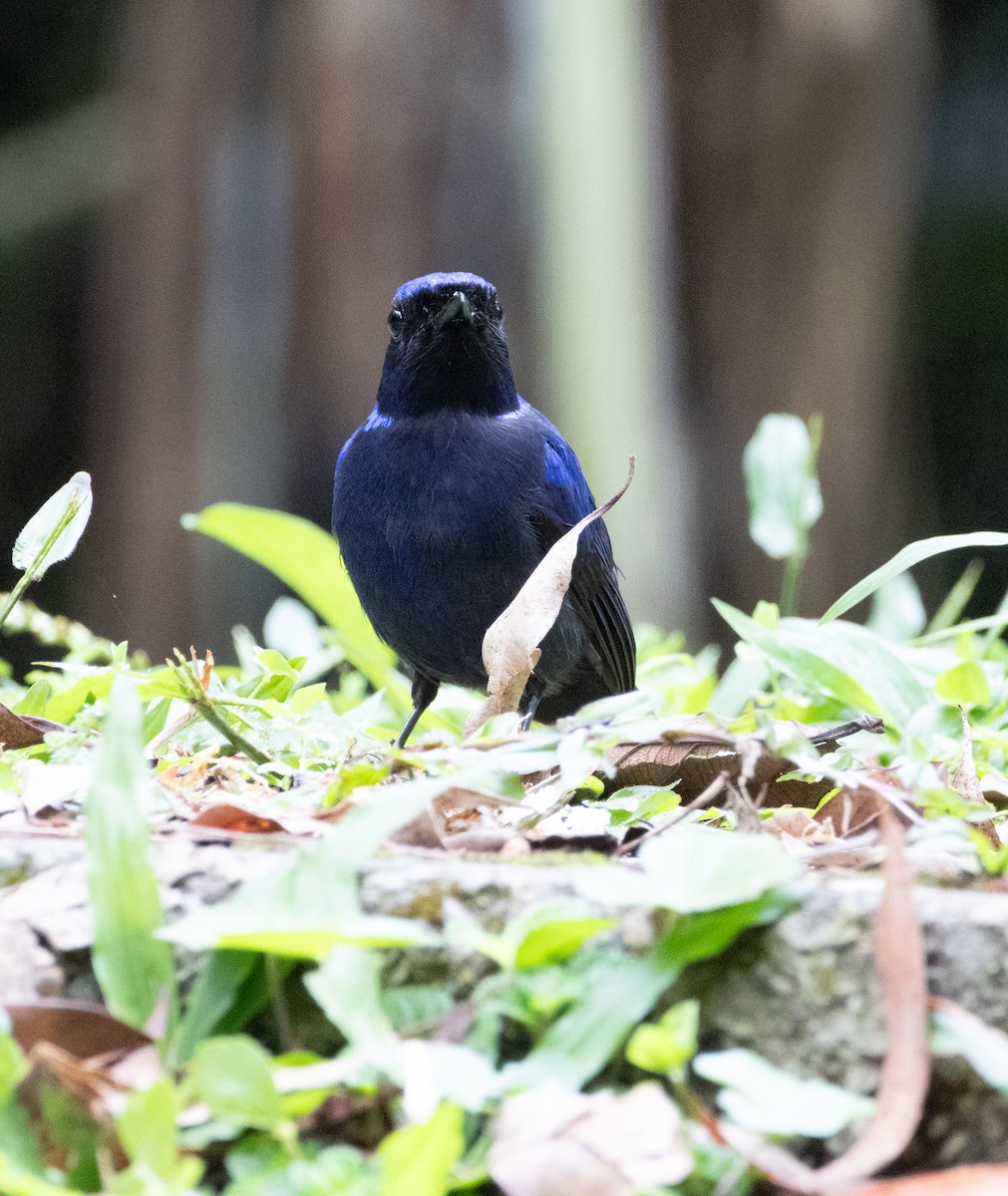 Large Niltava - ML644785017