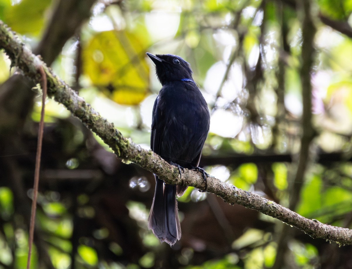 Large Niltava - ML644785018