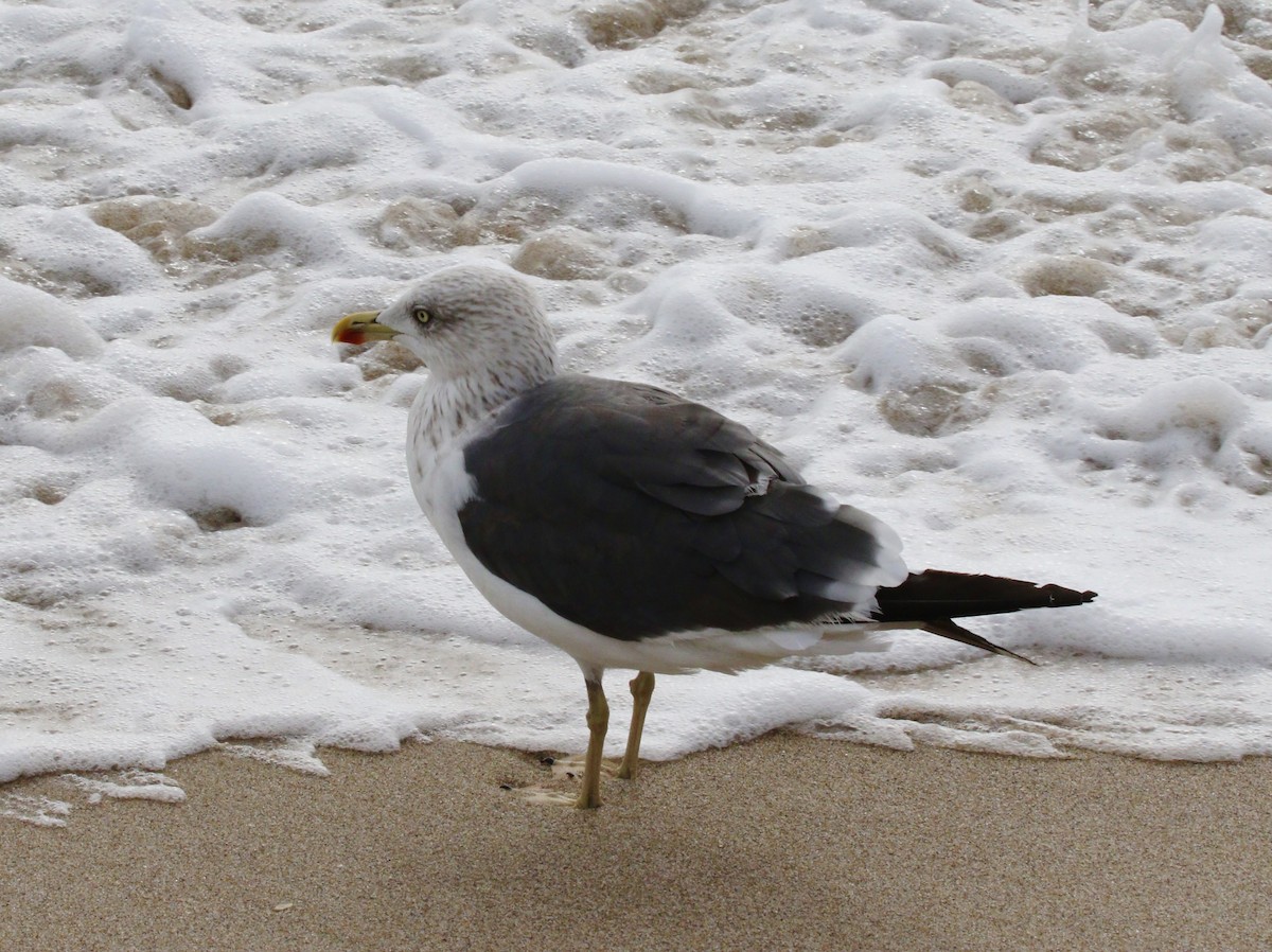 Lesser Black-backed Gull - ML644785019