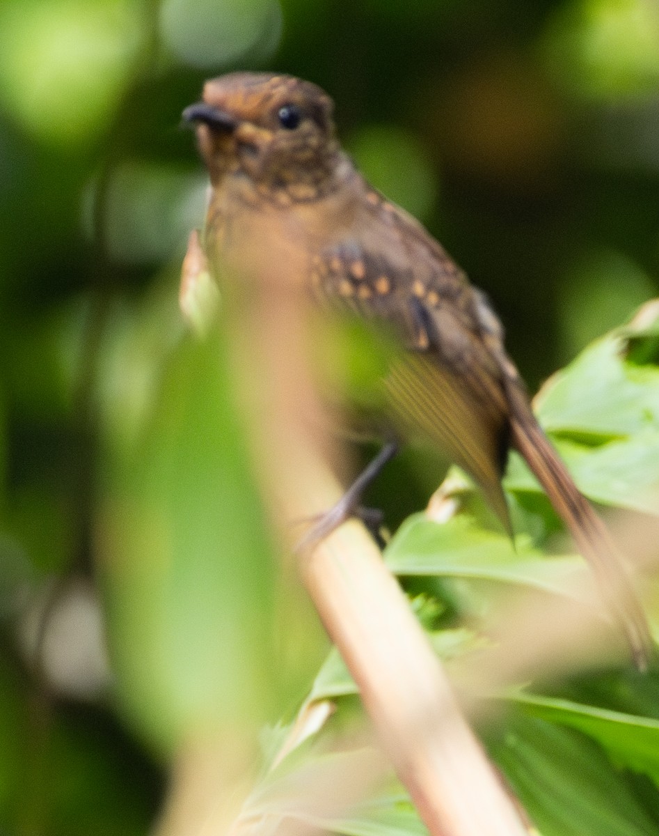 Large Niltava - ML644785024