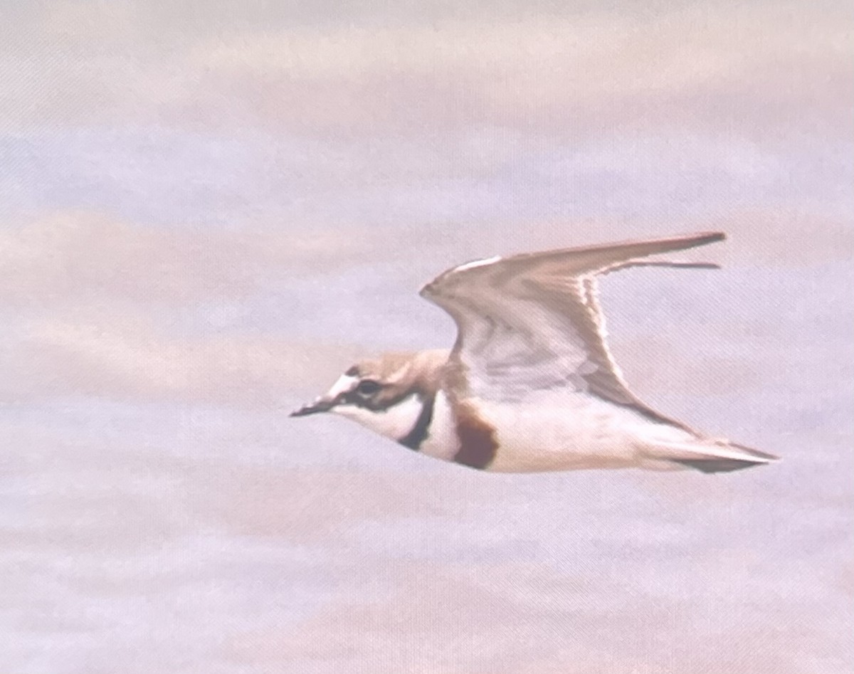 Double-banded Plover - ML644785031