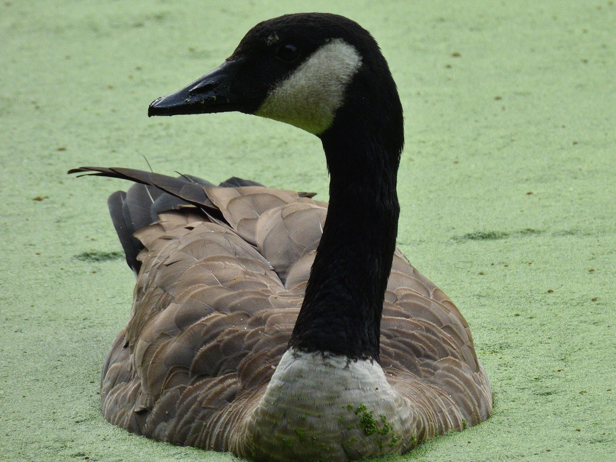 Canada Goose - ML644785043