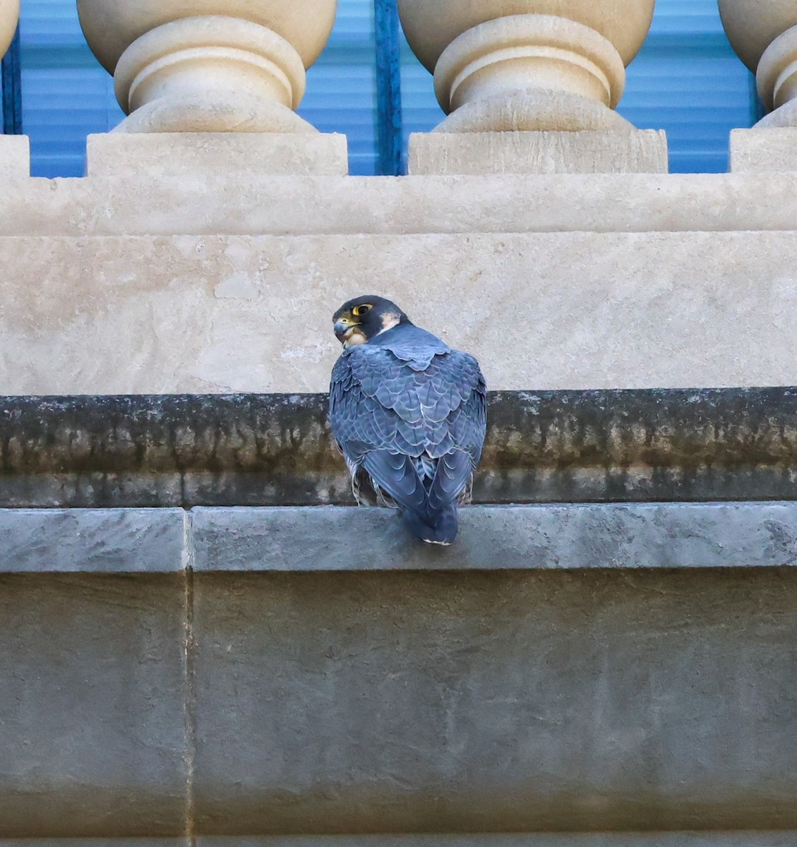 sokol stěhovavý - ML644785048