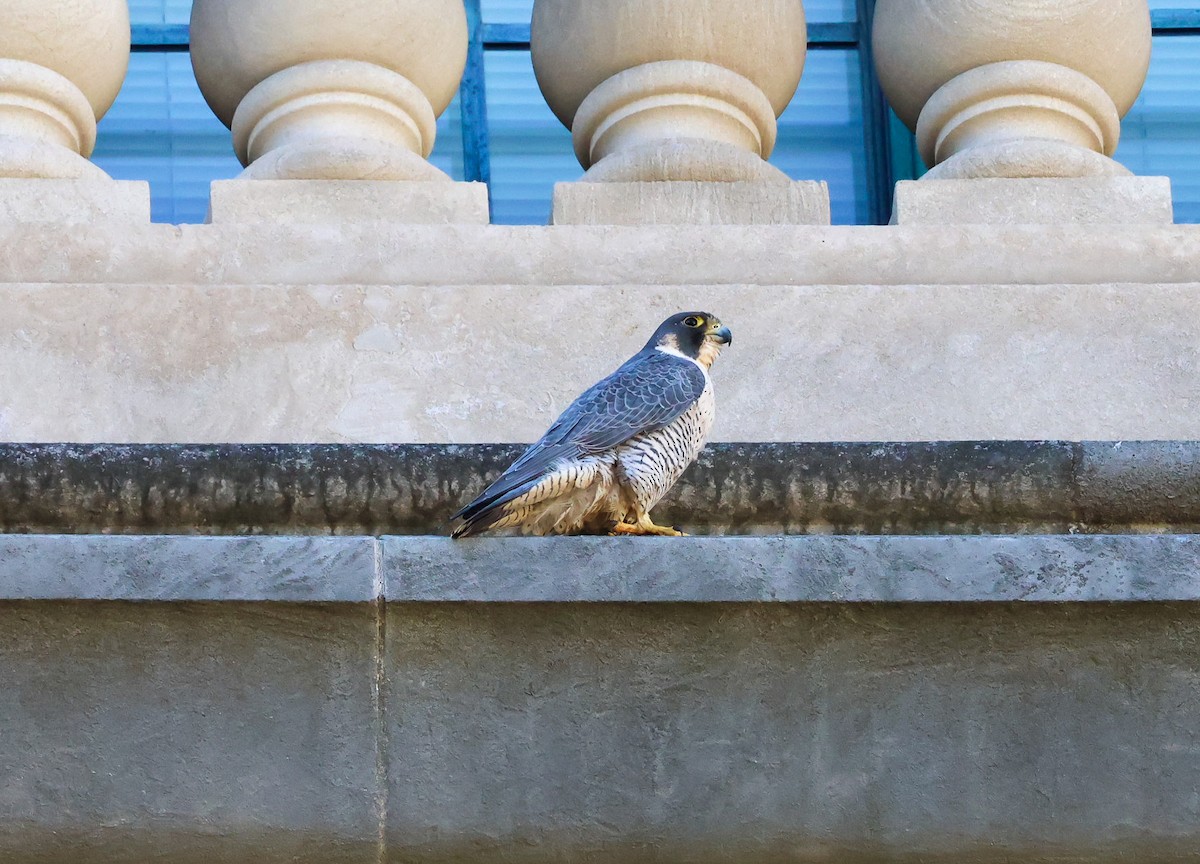 sokol stěhovavý - ML644785049