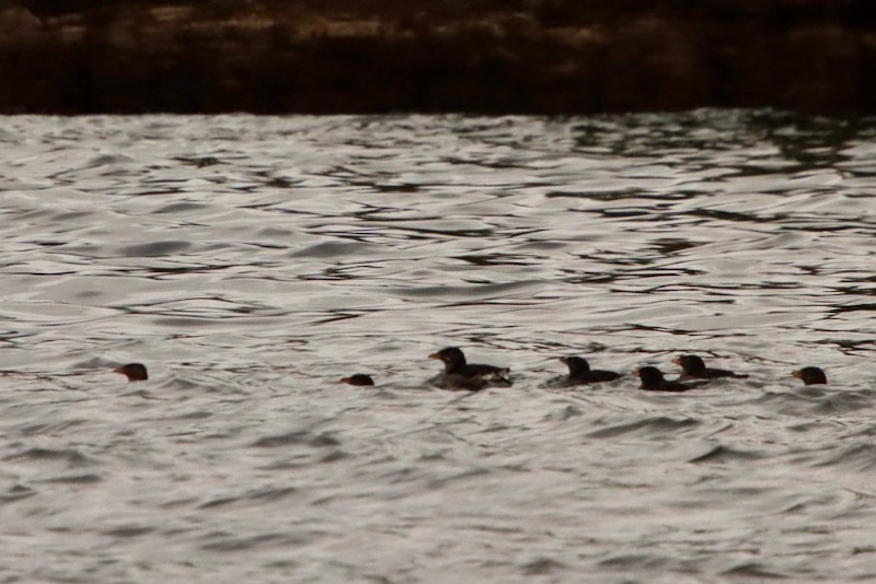 Rhinoceros Auklet - ML644785062