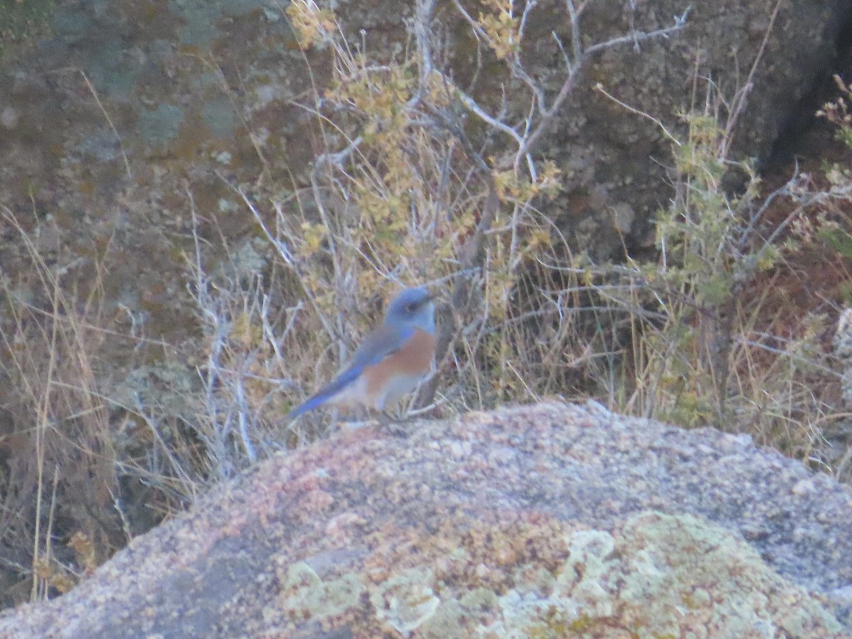 vestblåfugl - ML644785067