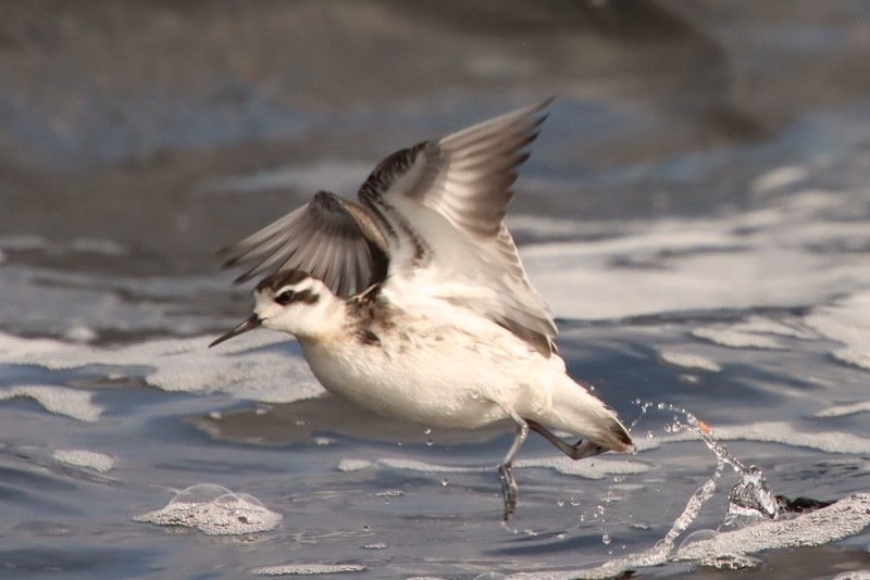 Red-necked Phalarope - ML644785071
