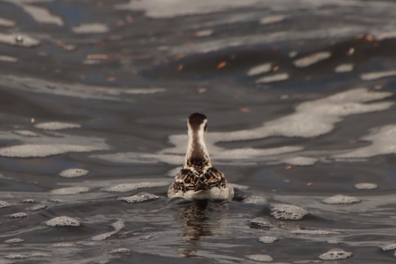 Red-necked Phalarope - ML644785073