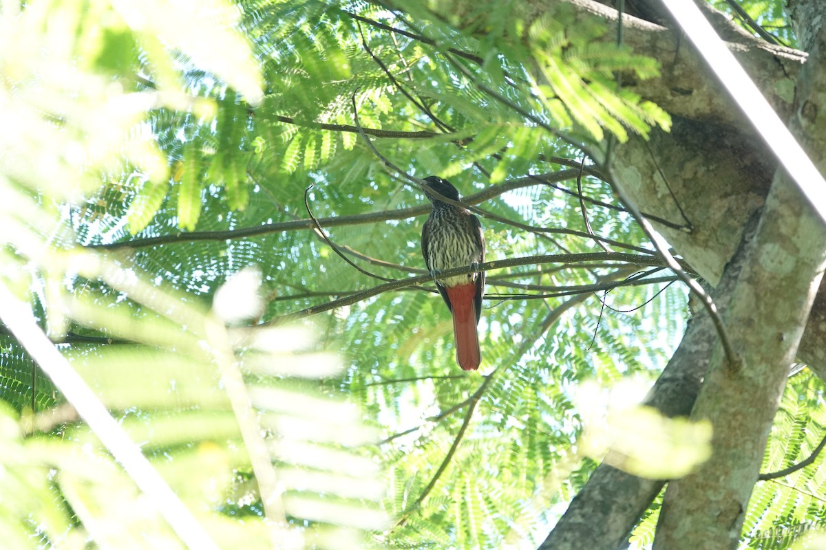 ヒゴロモ - ML644785077