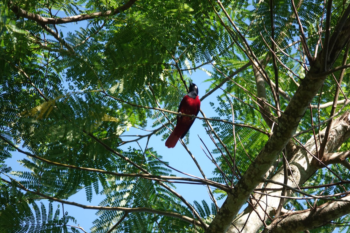 ヒゴロモ - ML644785079