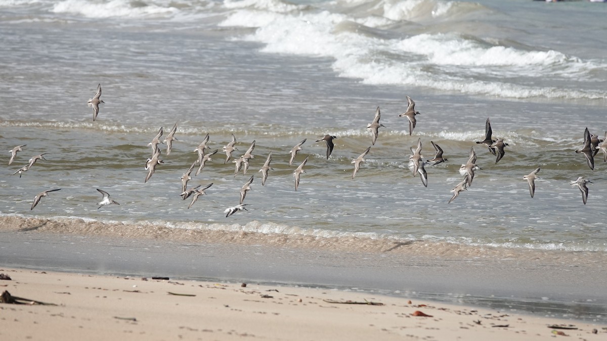 Gambecchio dell'Alaska - ML644785082