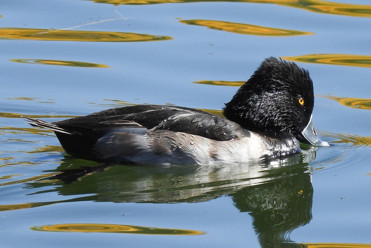 Ring-necked Duck - ML644785096