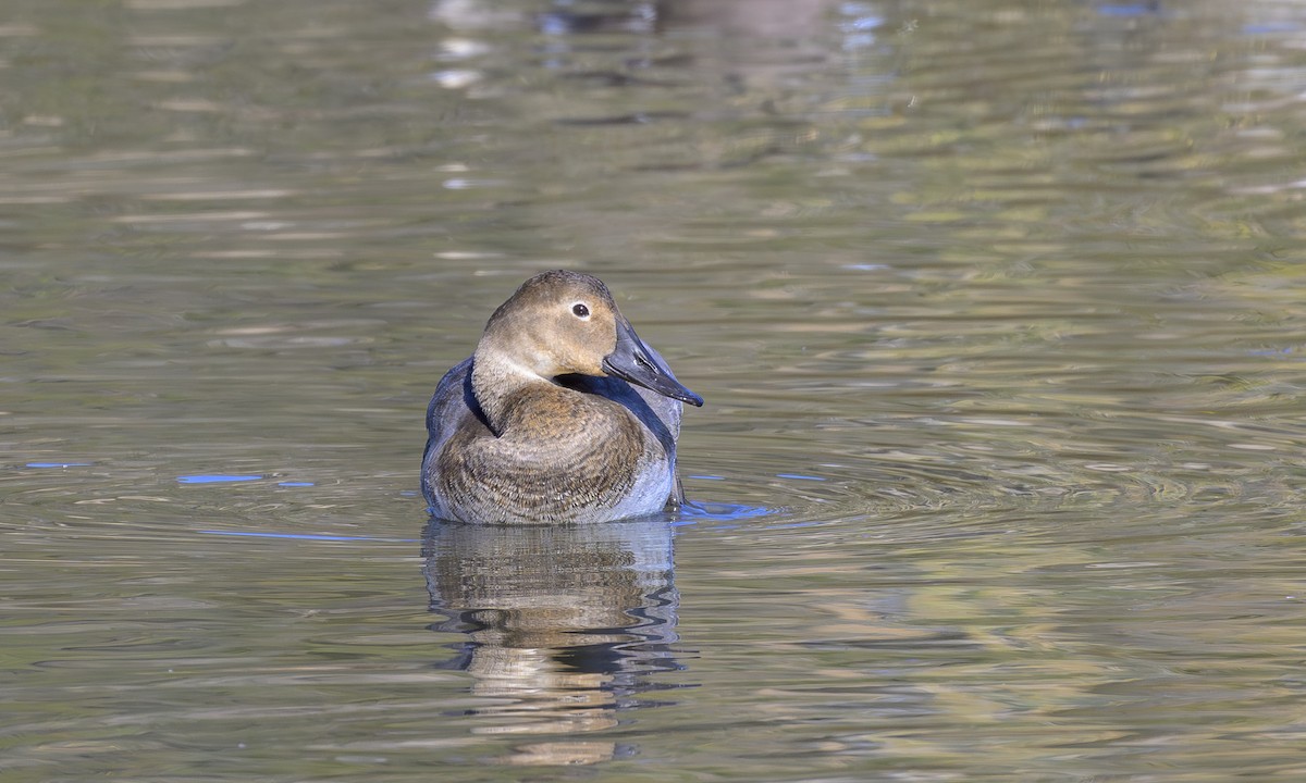 Murgilari bizkarzuria - ML644785100