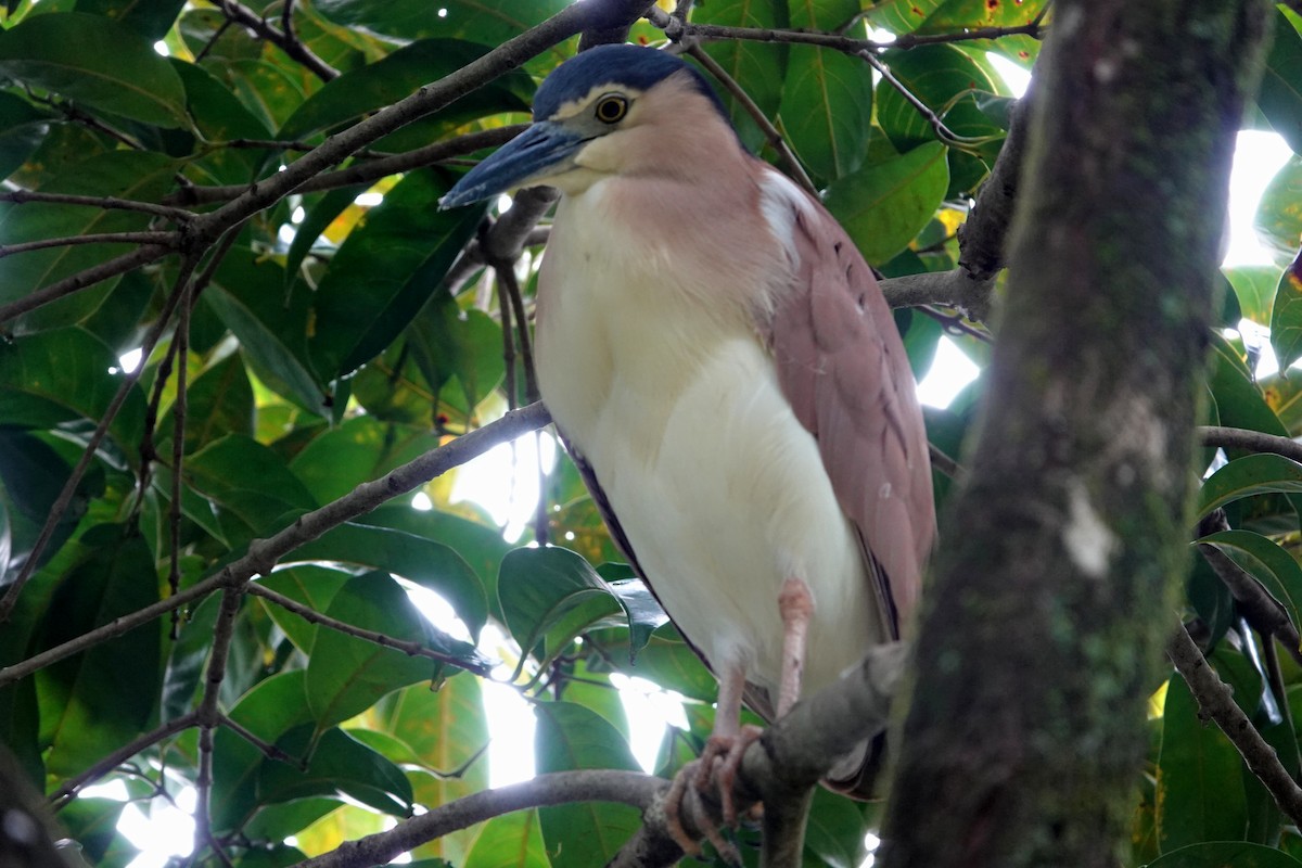 Nankeen Night Heron - ML644785102