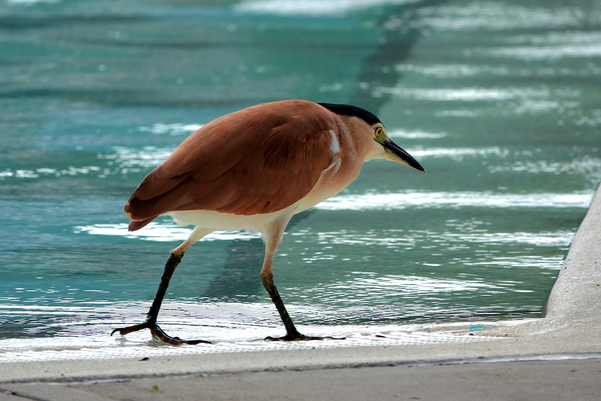 Nankeen Night Heron - ML644785105