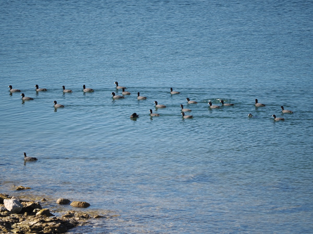 Focha Americana - ML644785106