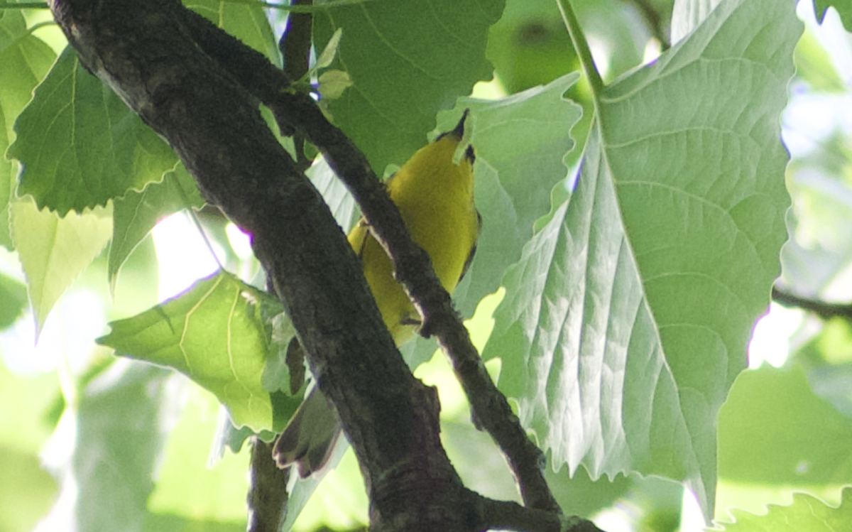 Blue-winged Warbler - ML644785129