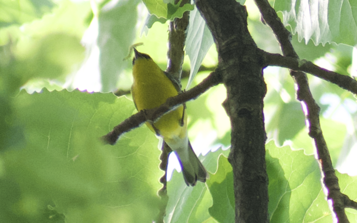 Blue-winged Warbler - ML644785130