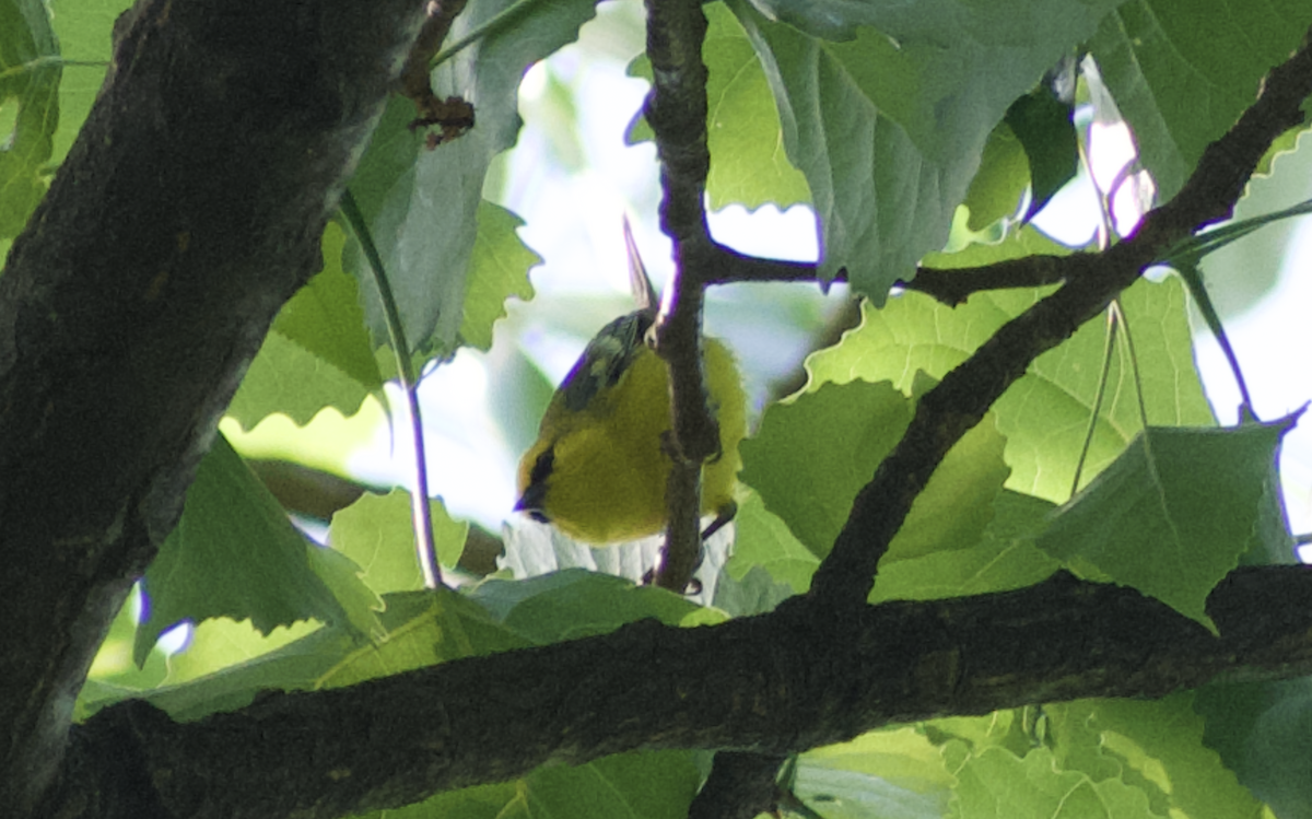 Blue-winged Warbler - ML644785131