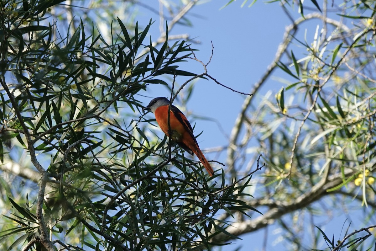 Gray-chinned Minivet - ML644785135