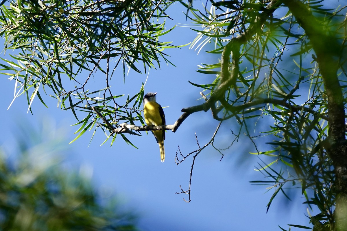 Gray-chinned Minivet - ML644785136