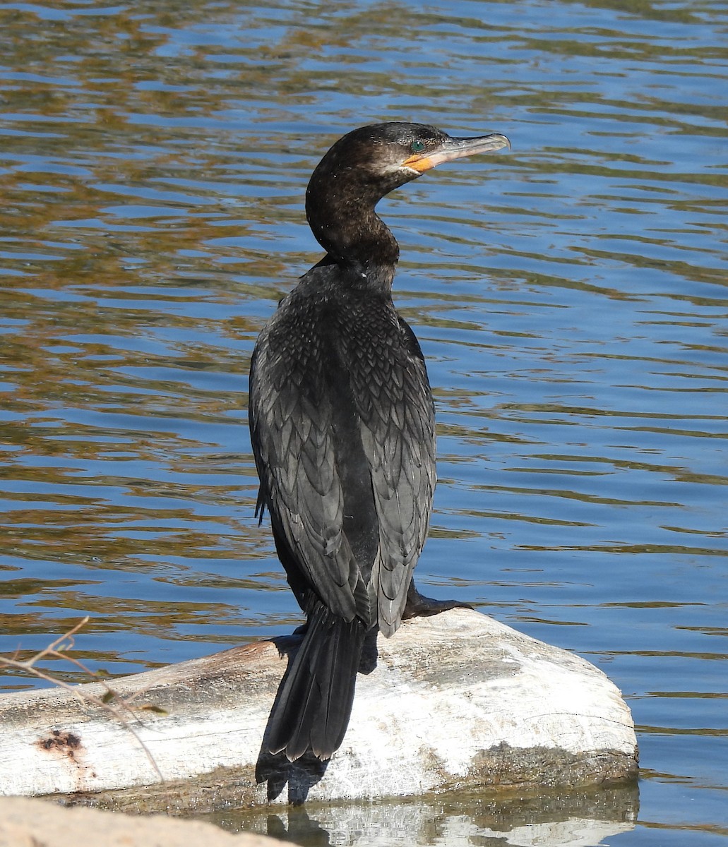 Neotropic Cormorant - ML644785137