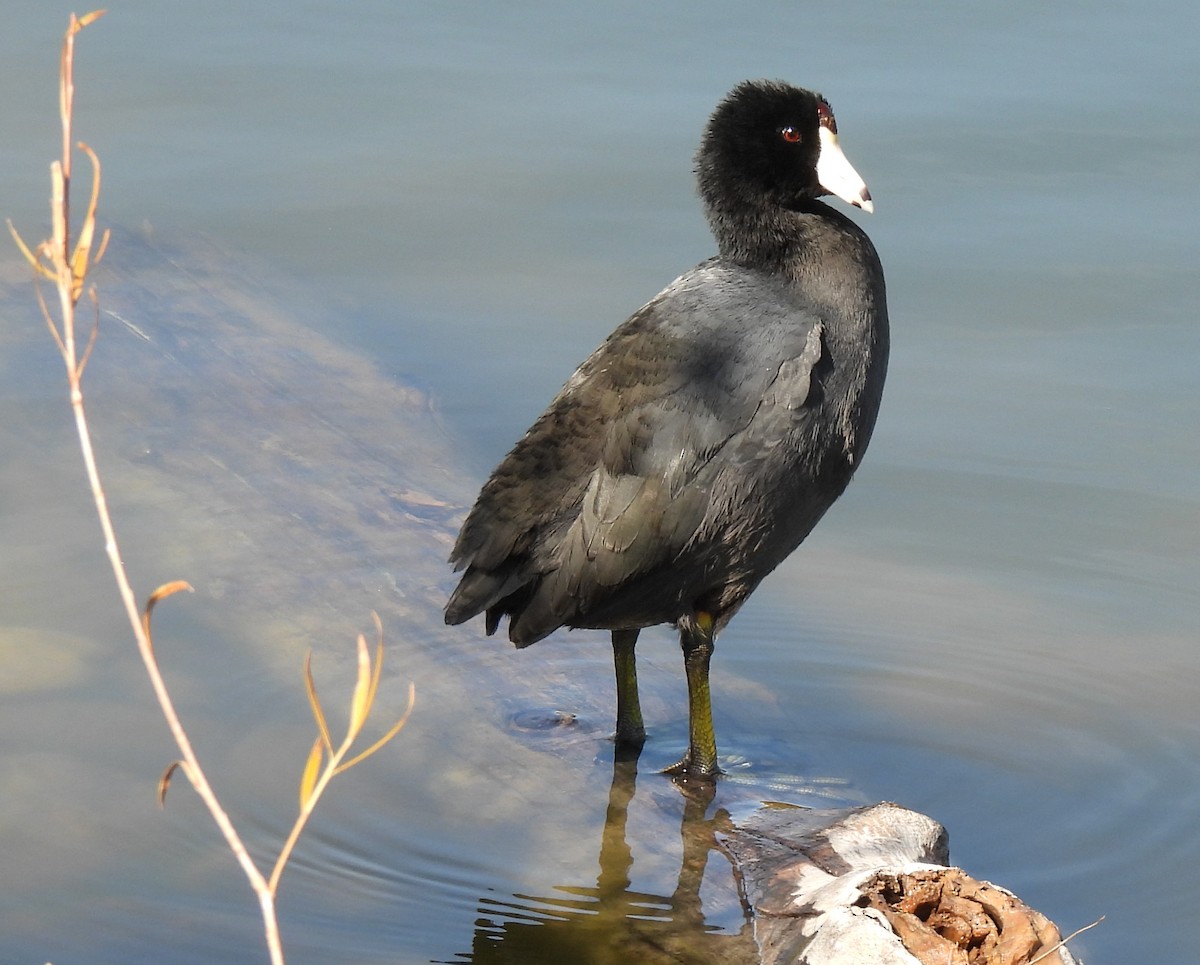 Focha Americana - ML644785142