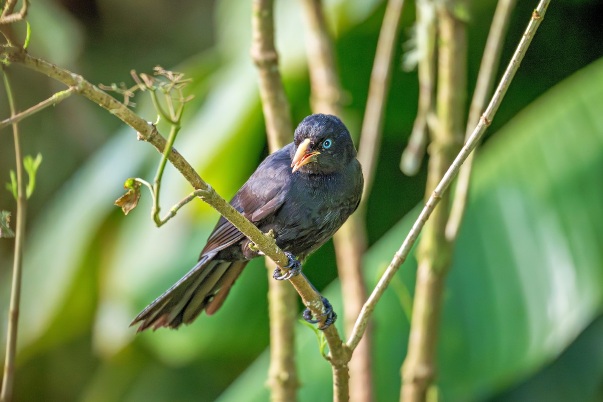 Scarlet-rumped Cacique - ML644785143