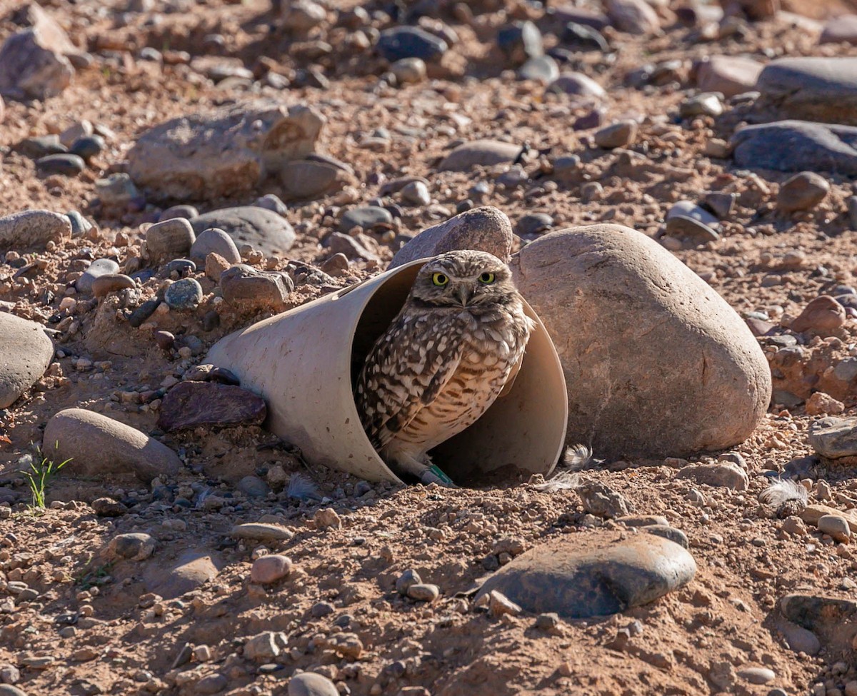 Burrowing Owl (Western) - ML644785151