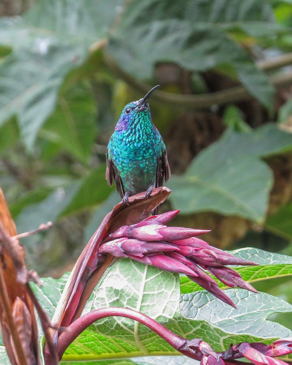 Lesser Violetear - ML644785171