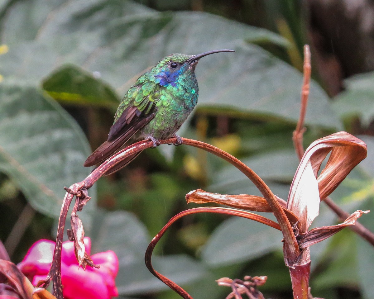 Lesser Violetear - ML644785172