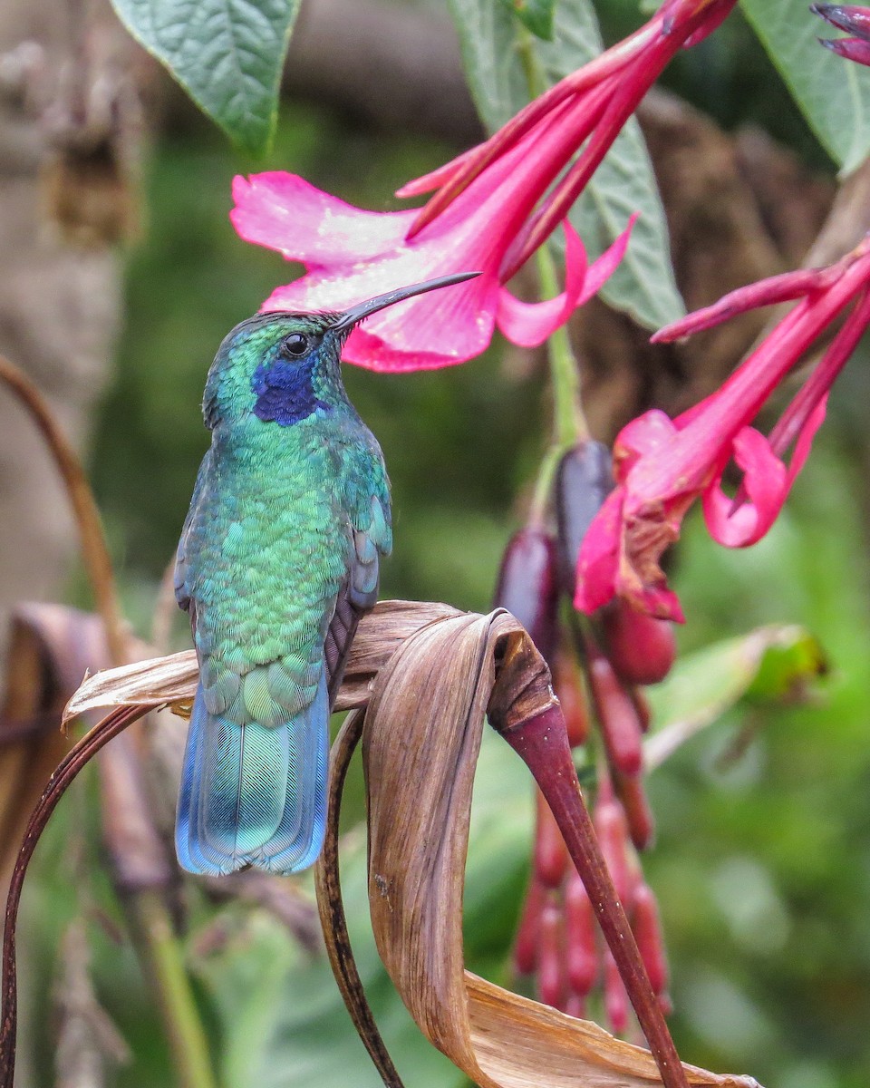 Lesser Violetear - ML644785173