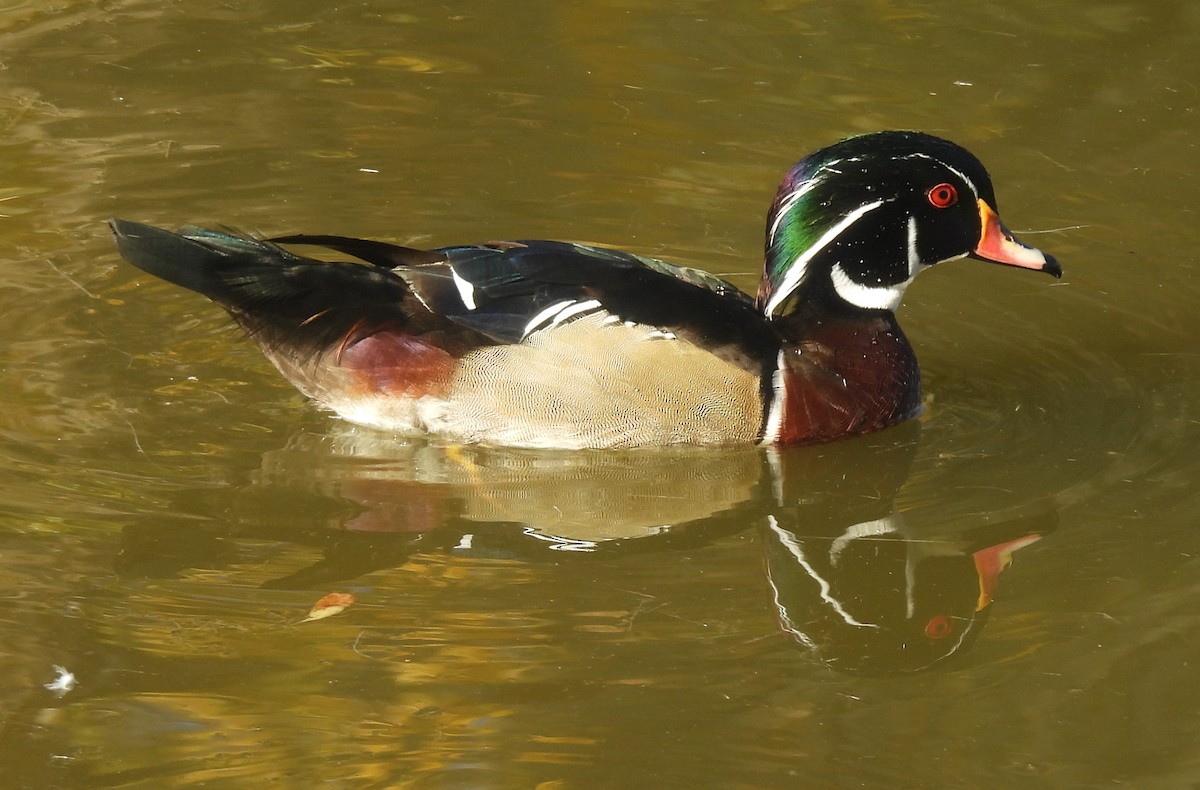 Wood Duck - ML644785174