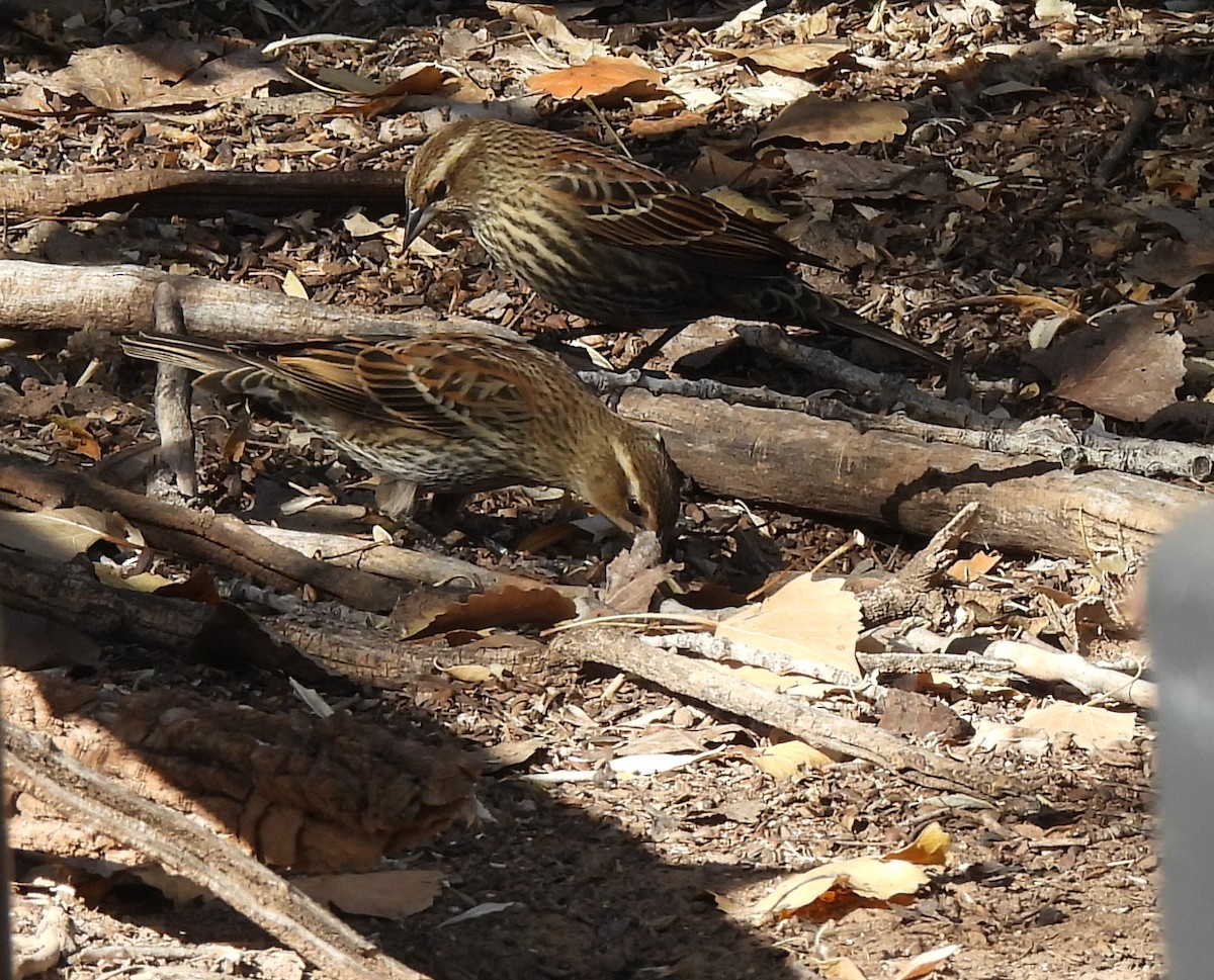 Red-winged Blackbird - ML644785193