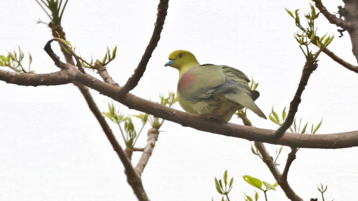 Wedge-tailed Green-Pigeon - ML644785198