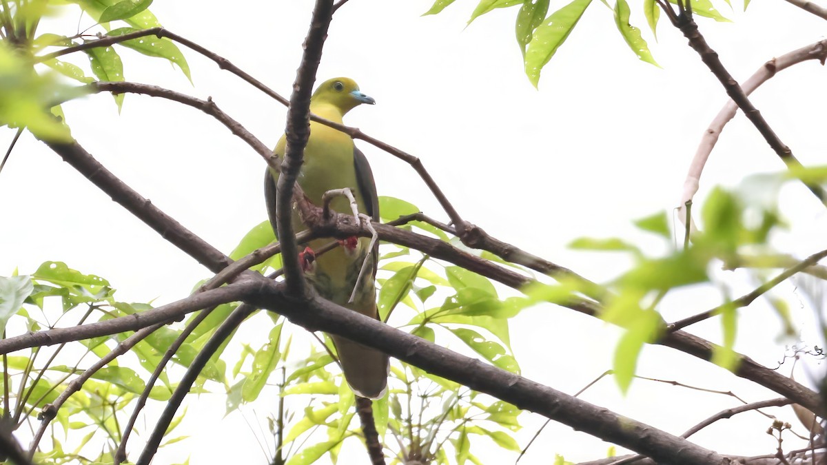 Wedge-tailed Green-Pigeon - ML644785199