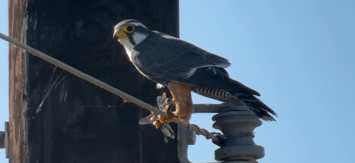 Aplomado Falcon - ML644785204