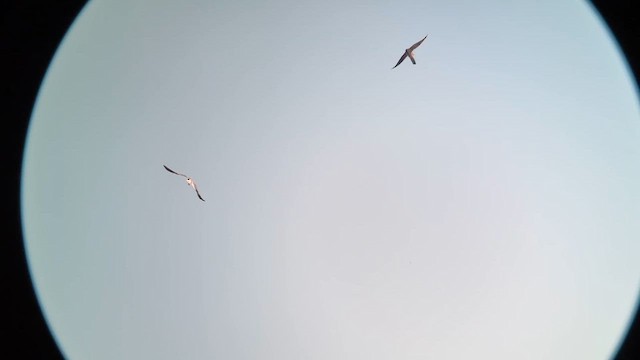 Aplomado Falcon - ML644785205