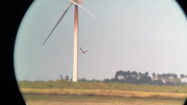 Aplomado Falcon - ML644785206